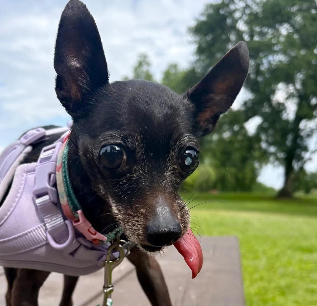 Small black dog with harness at the park