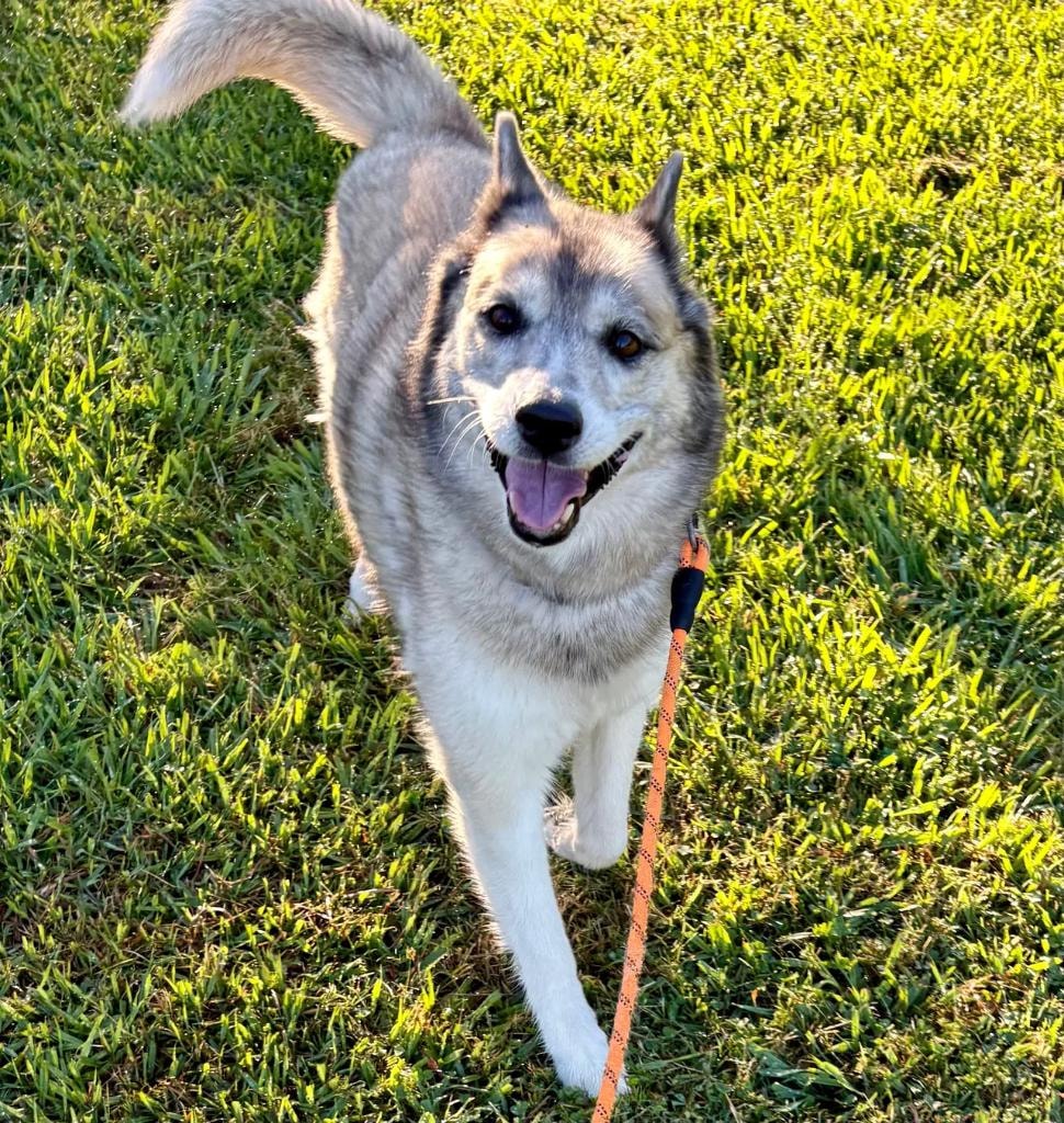 Husky on orange leash in the grass