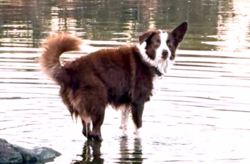 Dog at the river