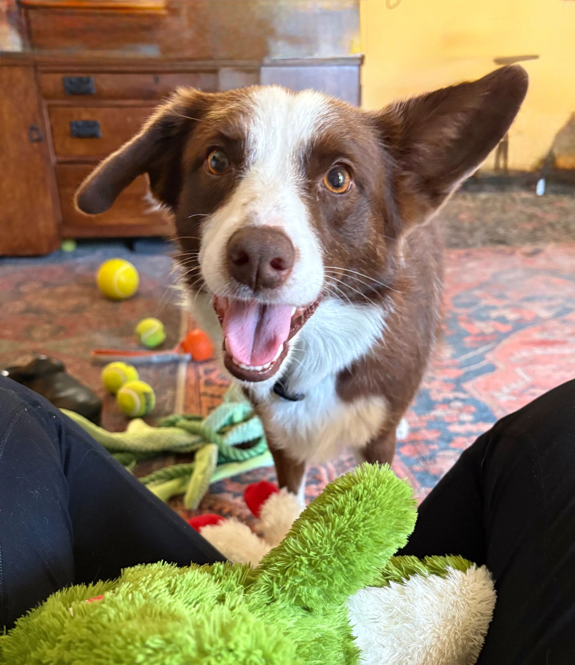 Happy dog with colorful toys